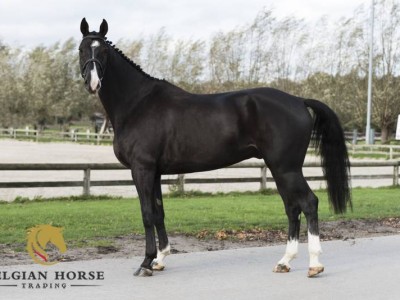 Des chevaux intéressants à vendre, BHT November Auction du 15 à 16 Novembre 2020