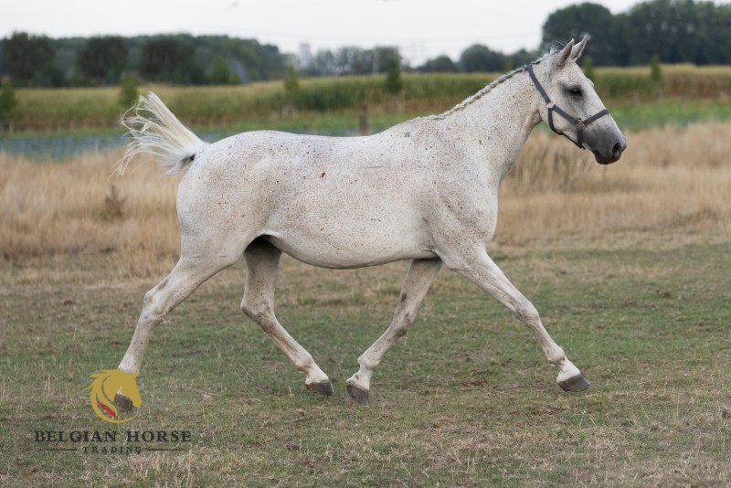 Belgian Horse Trading | 7. Kardenta de Litrange