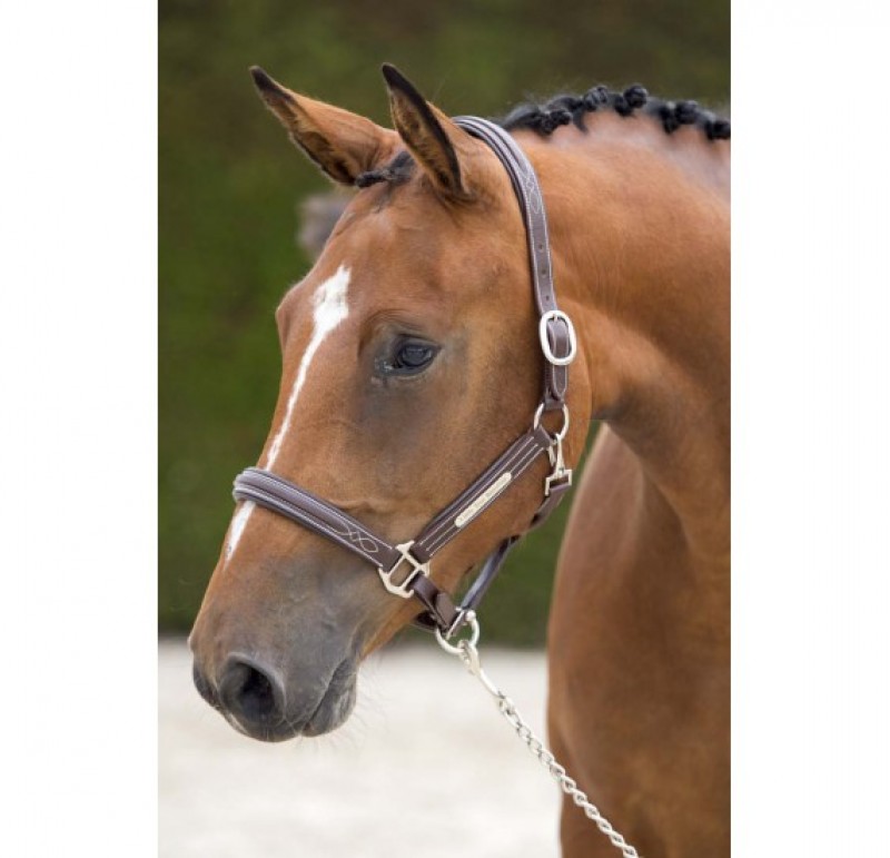 Siësta Natuur Pessimist Belgian Horse Trading | 55. Halster Bruin Pony