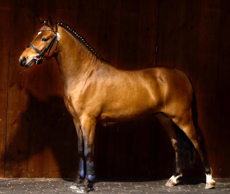 Belgian Horse Trading 7. Wigan van de Nieuwe Heide