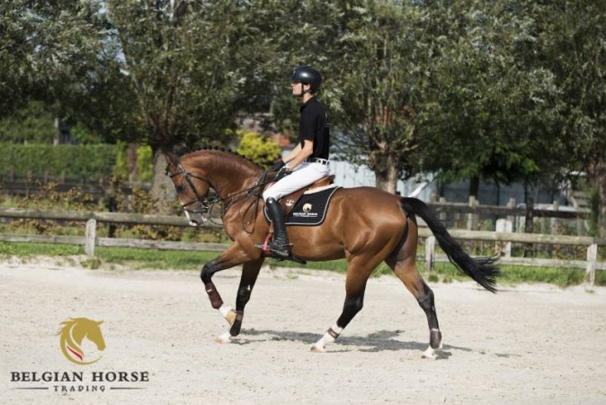 De eerste biedingen zijn geplaatst,  ontmoet de paarden van The September Auction.