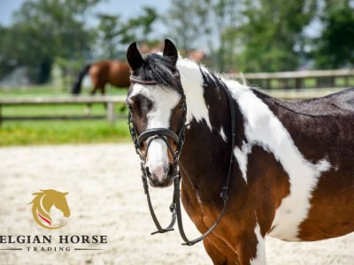 From June 21st, you can start bidding on the Competion Horses and ponies.  Make an appointment.
