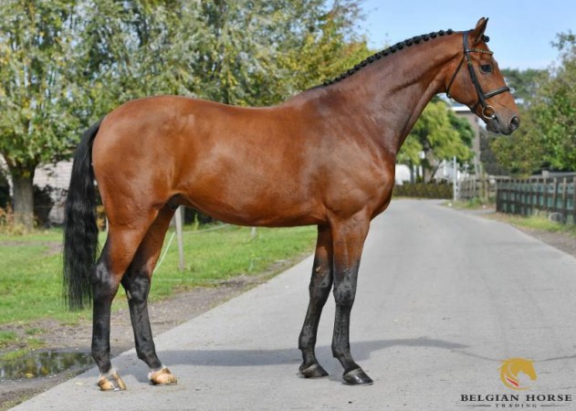 The october auction, a beautiful horse with 5 stars experience included! Time to place a bid!