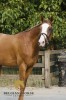 BHT Auction 8.2, all horses are sold and will leave soon to happy clients for sure.